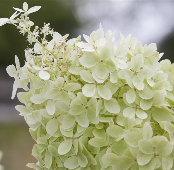 Rispenhortensie 'Limelight'(s)