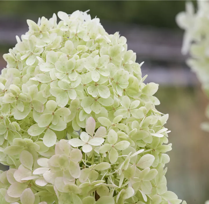 Rispenhortensie 'Limelight'(s)