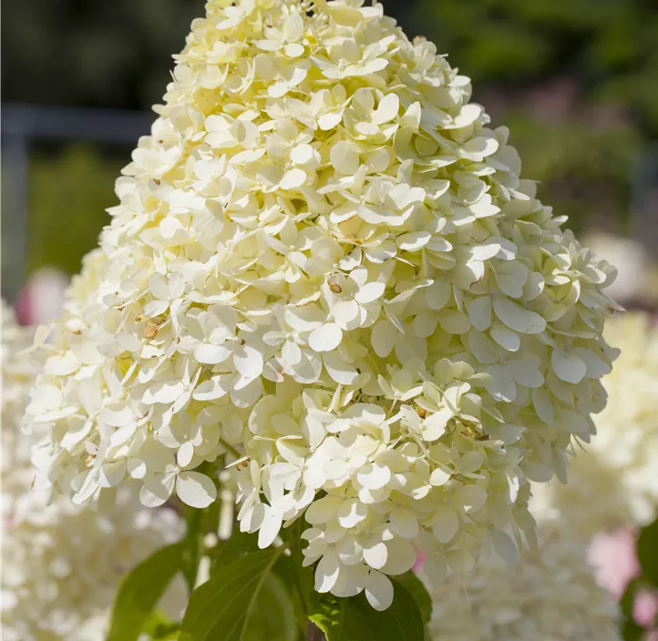 Rispenhortensie 'Limelight'(s)