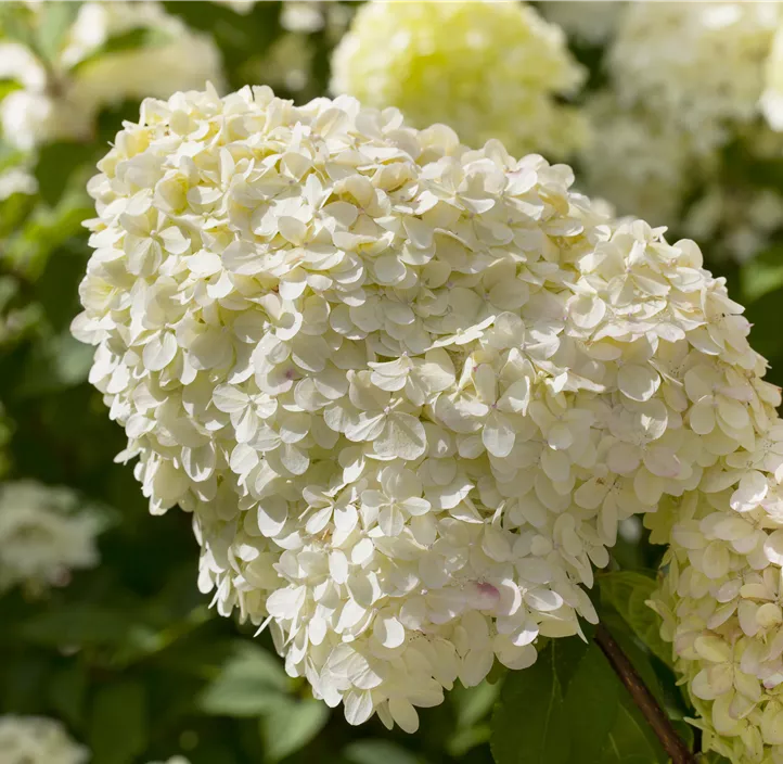 Rispenhortensie 'Limelight'(s)