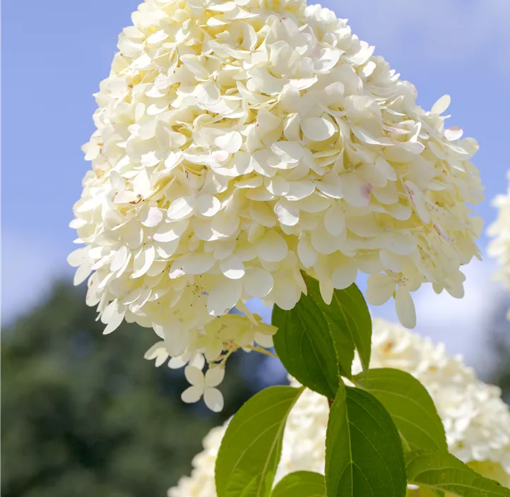 Rispenhortensie 'Limelight'(s)