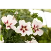 bellaflora Gartencenter GmbH