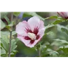 bellaflora Gartencenter GmbH