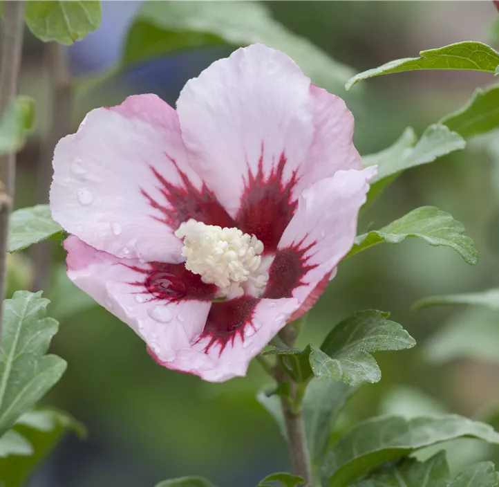Garteneibisch 'Hamabo'