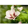 bellaflora Gartencenter GmbH