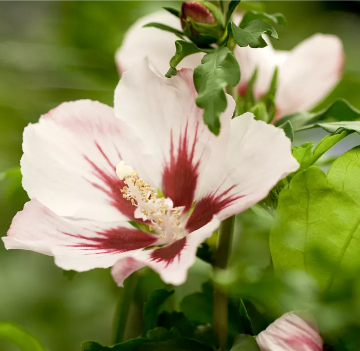 Garteneibisch 'Hamabo'