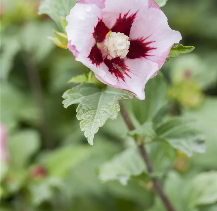 Garteneibisch 'Hamabo'