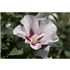 bellaflora Gartencenter GmbH