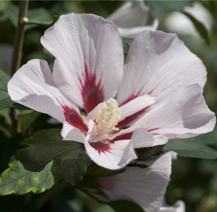 Garteneibisch 'Hamabo'