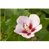 bellaflora Gartencenter GmbH