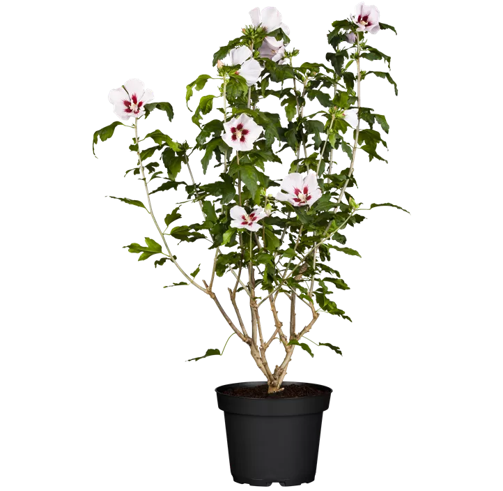 Garteneibisch 'Hamabo'