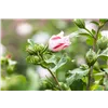 bellaflora Gartencenter GmbH