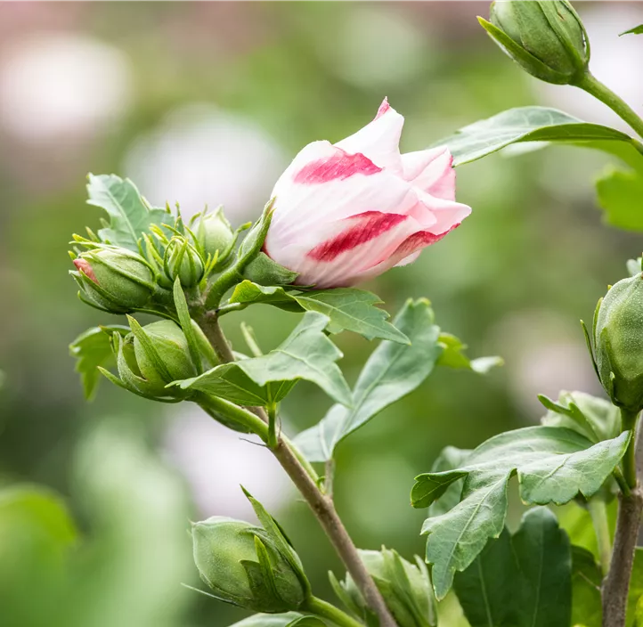 Garteneibisch 'Hamabo'