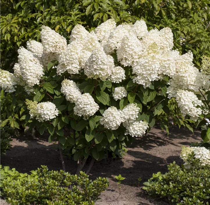 Rispenhortensie 'Silver Dollar'