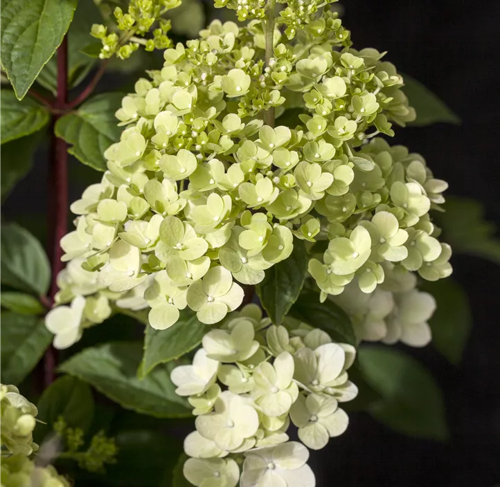 Rispenhortensie 'Silver Dollar'