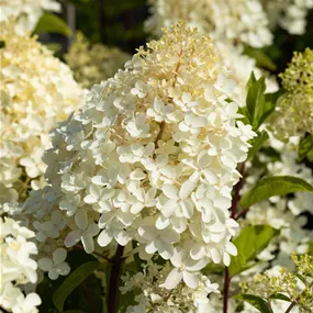 Hydrangea paniculata Silver Dollar