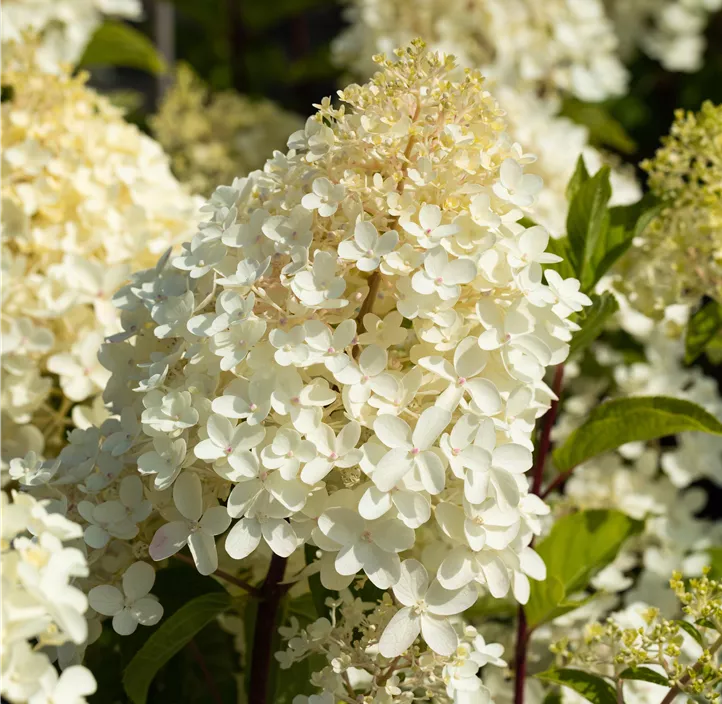 Rispenhortensie 'Silver Dollar'