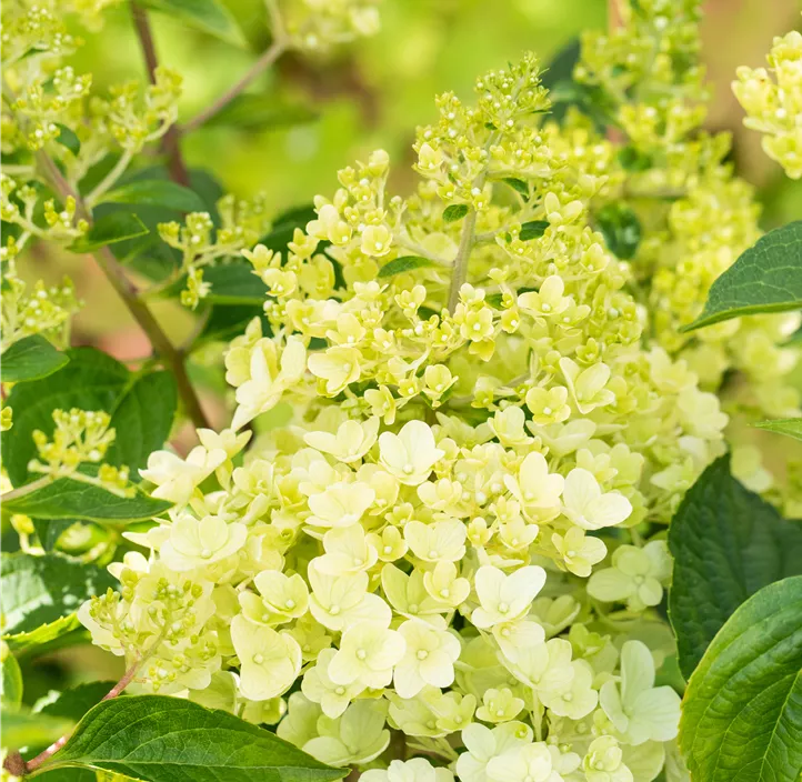 Rispenhortensie 'Silver Dollar'