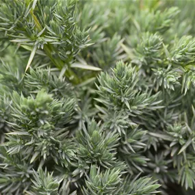 Juniperus squamata 'Meyeri'