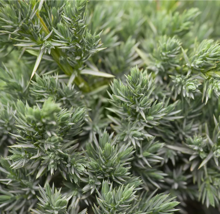 Blauzeder-Wacholder 'Meyeri'