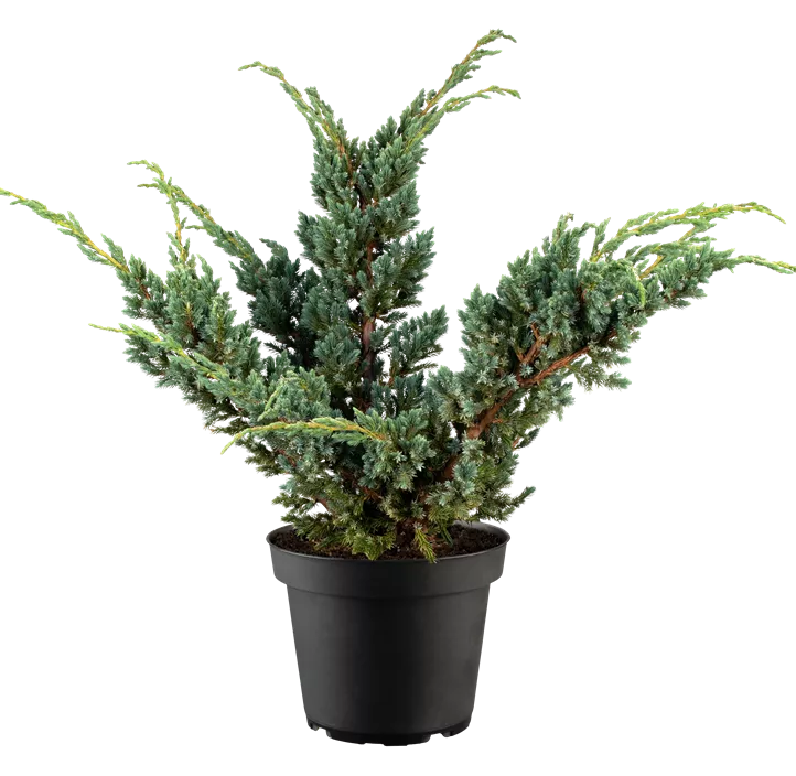 Blauzeder-Wacholder 'Meyeri'