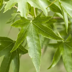 Liquidambar styraciflua Spalier