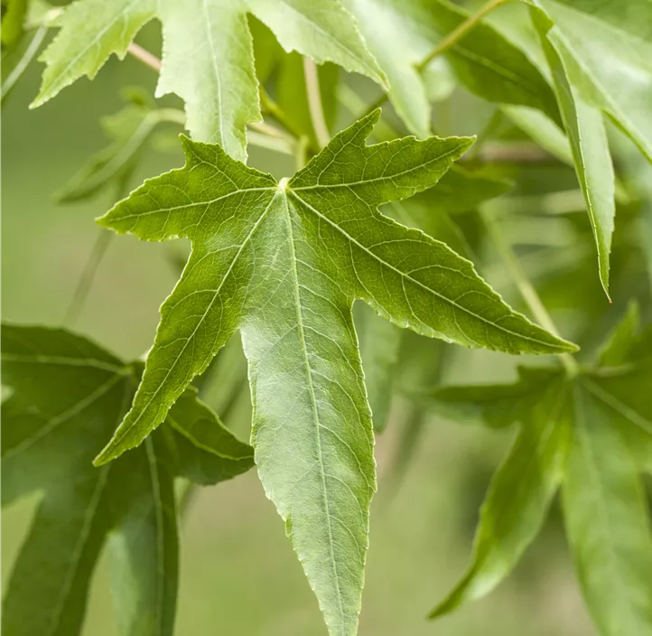 Amerikanischer Amberbaum