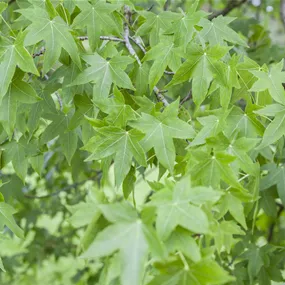 Liquidambar styraciflua