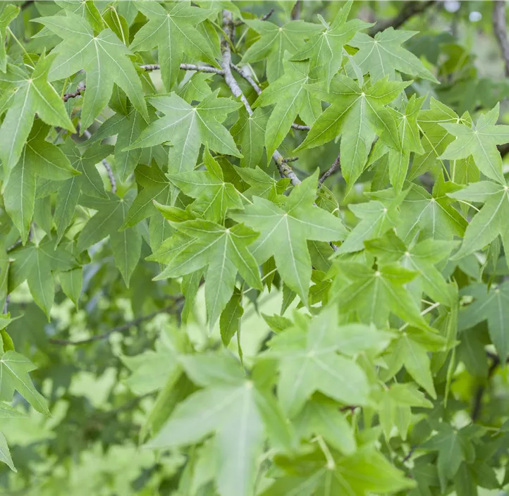 Amerikanischer Amberbaum