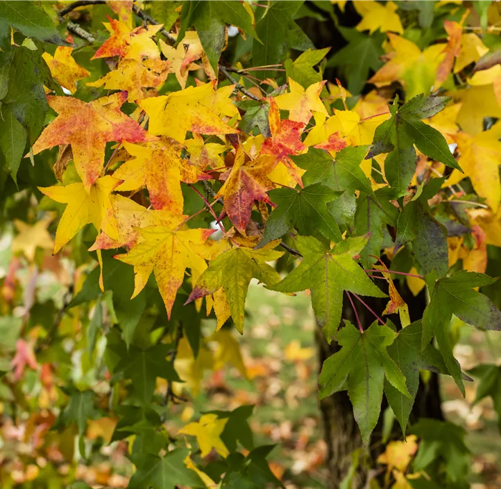 Amerikanischer Amberbaum
