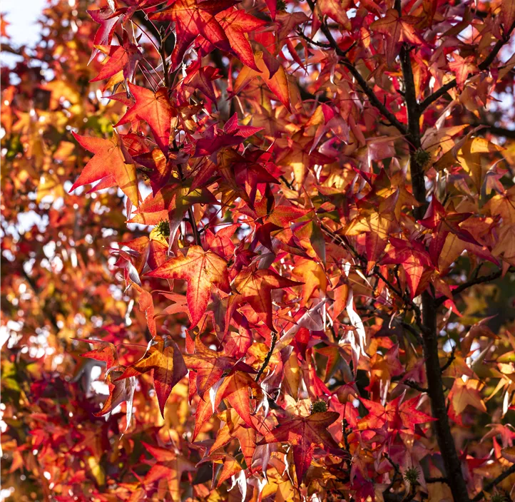 Amerikanischer Amberbaum