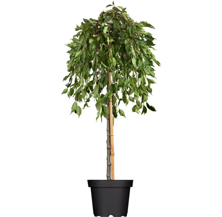 Zierapfel 'Red Jade'