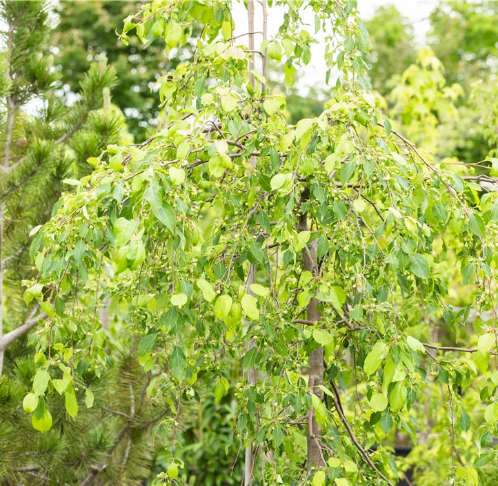 Zierapfel 'Red Jade'