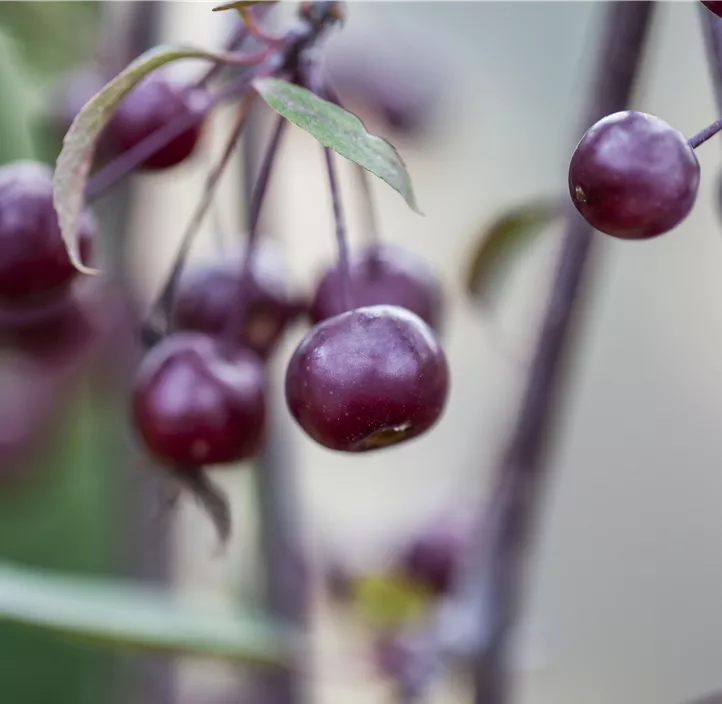 Zierapfel 'Directeur Moerlands'