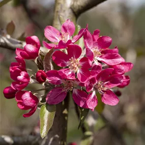 Malus Direkteur Moerlands