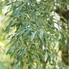 Pyrus salicifolia Pendula