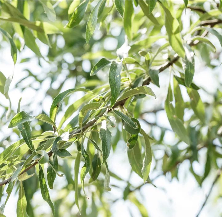 Hängende Wildbirne 'Pendula'