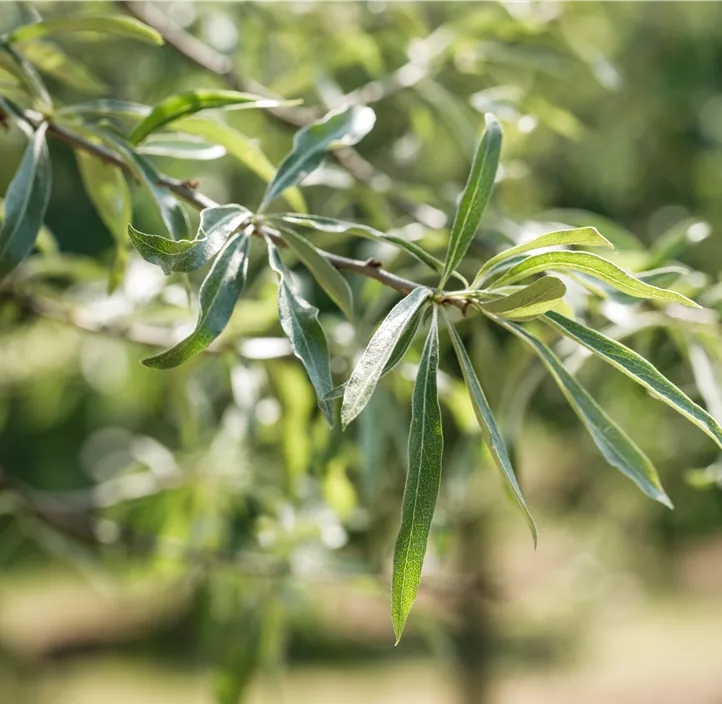 Hängende Wildbirne 'Pendula'