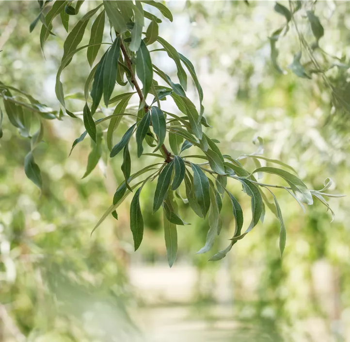 Hängende Wildbirne 'Pendula'