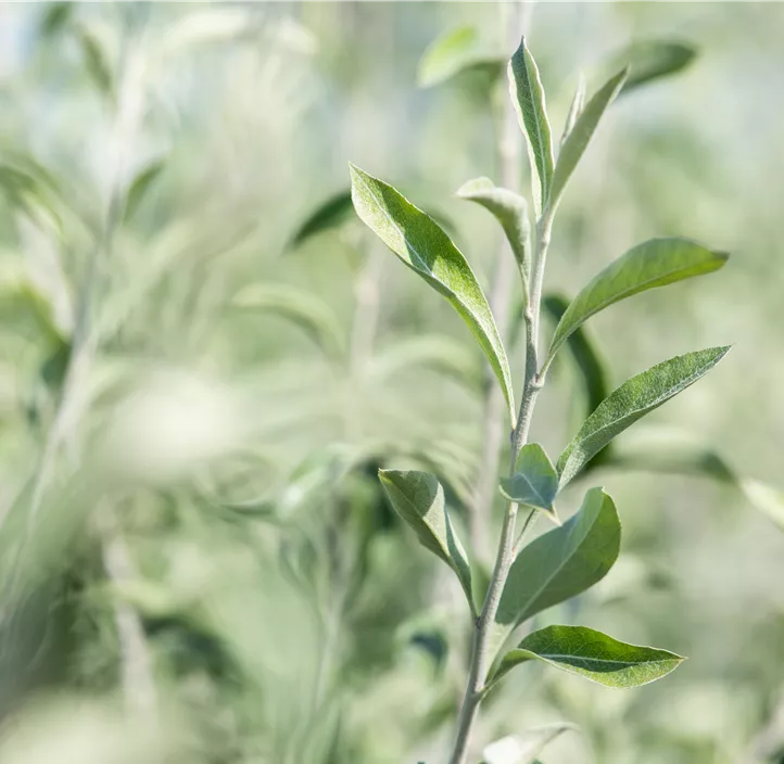 Hängende Wildbirne 'Pendula'