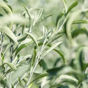 Pyrus salicifolia Pendula