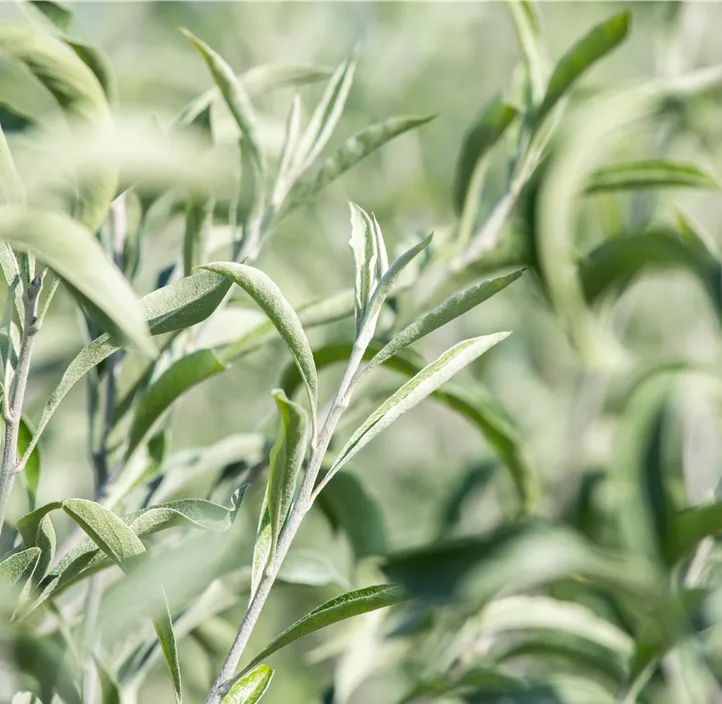 Hängende Wildbirne 'Pendula'