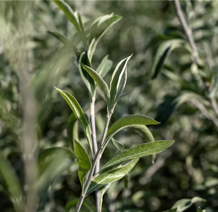 Hängende Wildbirne 'Pendula'