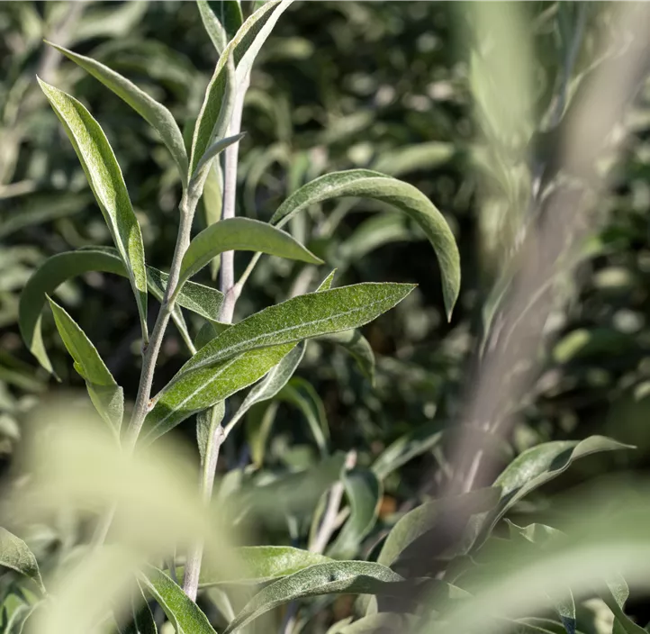 Hängende Wildbirne 'Pendula'