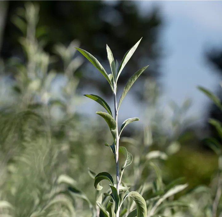 Hängende Wildbirne 'Pendula'