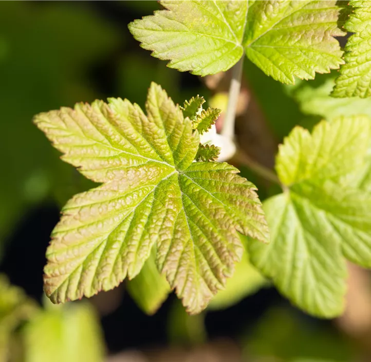 Zierjohannisbeere 'Pulborough Scarlet'