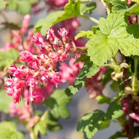 Ribes sanguineum Pulborough Scarlet