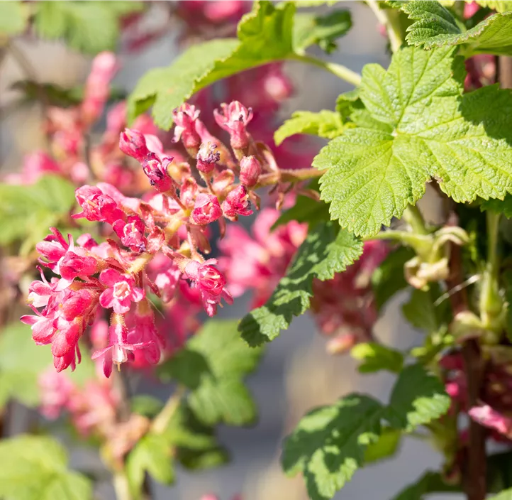 Zierjohannisbeere 'Pulborough Scarlet'