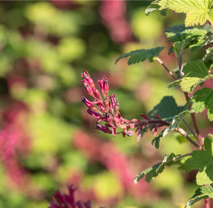 Zierjohannisbeere 'Pulborough Scarlet'