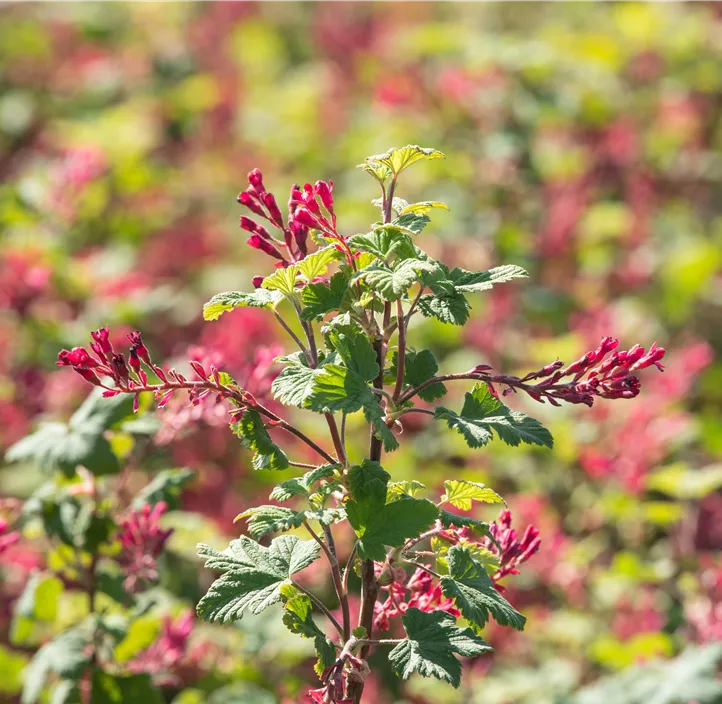 Zierjohannisbeere 'Pulborough Scarlet'